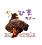 シマリスのスピカ（個別スタンプ：18）