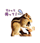 シマリスのスピカ（個別スタンプ：29）