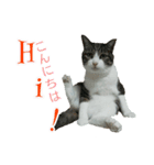 猫スタンプ(三兄弟2)（個別スタンプ：1）