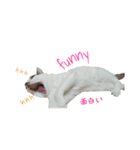 猫スタンプ(三兄弟2)（個別スタンプ：3）