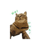 猫スタンプ(三兄弟2)（個別スタンプ：7）