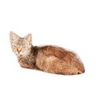 猫舌 1（個別スタンプ：1）