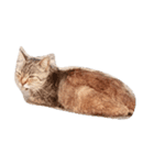猫舌 1（個別スタンプ：5）