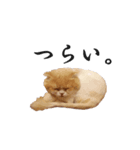 ぬけさくの日常1（個別スタンプ：4）