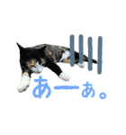 青島にゃんこ（個別スタンプ：1）