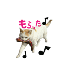 青島にゃんこ（個別スタンプ：3）