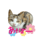 青島にゃんこ（個別スタンプ：7）