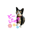 青島にゃんこ（個別スタンプ：12）