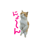青島にゃんこ（個別スタンプ：13）