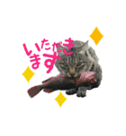 青島にゃんこ（個別スタンプ：20）