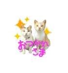 青島にゃんこ（個別スタンプ：22）