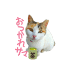 青島にゃんこ（個別スタンプ：24）