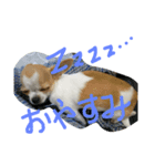 ︎チワマル（個別スタンプ：1）