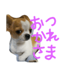 ︎チワマル（個別スタンプ：2）