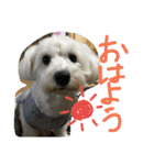 ︎チワマル（個別スタンプ：3）