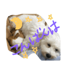 ︎チワマル（個別スタンプ：4）