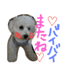 ︎チワマル（個別スタンプ：7）