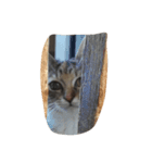 猫にゃ（個別スタンプ：1）