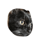 猫にゃ（個別スタンプ：2）