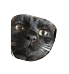 猫にゃ（個別スタンプ：3）