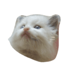 猫にゃ（個別スタンプ：6）