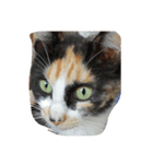 猫にゃ（個別スタンプ：7）