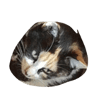 猫にゃ（個別スタンプ：8）