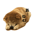 ピノs（個別スタンプ：6）