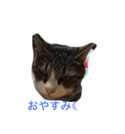 毎日使えるマリースタンプ（個別スタンプ：4）