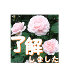 薔薇の花♡ME2_挨拶メッセージ（個別スタンプ：1）