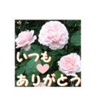 薔薇の花♡ME2_挨拶メッセージ（個別スタンプ：3）