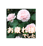 薔薇の花♡ME2_挨拶メッセージ（個別スタンプ：4）