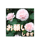 薔薇の花♡ME2_挨拶メッセージ（個別スタンプ：6）