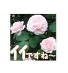 薔薇の花♡ME2_挨拶メッセージ（個別スタンプ：9）
