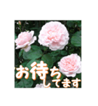 薔薇の花♡ME2_挨拶メッセージ（個別スタンプ：10）