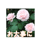 薔薇の花♡ME2_挨拶メッセージ（個別スタンプ：11）