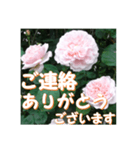 薔薇の花♡ME2_挨拶メッセージ（個別スタンプ：12）
