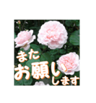 薔薇の花♡ME2_挨拶メッセージ（個別スタンプ：13）