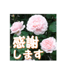 薔薇の花♡ME2_挨拶メッセージ（個別スタンプ：14）