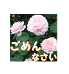 薔薇の花♡ME2_挨拶メッセージ（個別スタンプ：15）