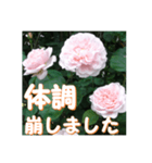 薔薇の花♡ME2_挨拶メッセージ（個別スタンプ：16）