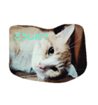 ぶっさんです（個別スタンプ：4）