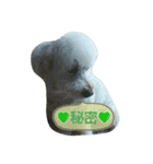 GO！ GO！ 龍ちゃんⅢ（個別スタンプ：8）