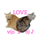 ロビンとアニーです。猫ですが何か？（個別スタンプ：2）