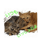 ロビンとアニーです。猫ですが何か？（個別スタンプ：3）