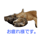 ロビンとアニーです。猫ですが何か？（個別スタンプ：4）