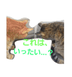 ロビンとアニーです。猫ですが何か？（個別スタンプ：5）