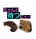 ロビンとアニーです。猫ですが何か？（個別スタンプ：6）