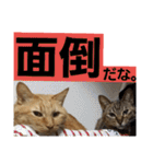 ロビンとアニーです。猫ですが何か？（個別スタンプ：7）