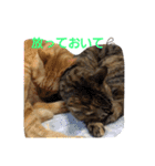 ロビンとアニーです。猫ですが何か？（個別スタンプ：8）